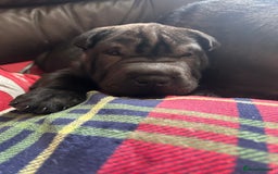 Shar Pei dogs for sale: 2 females 3 males Shar pei pups - Image 35