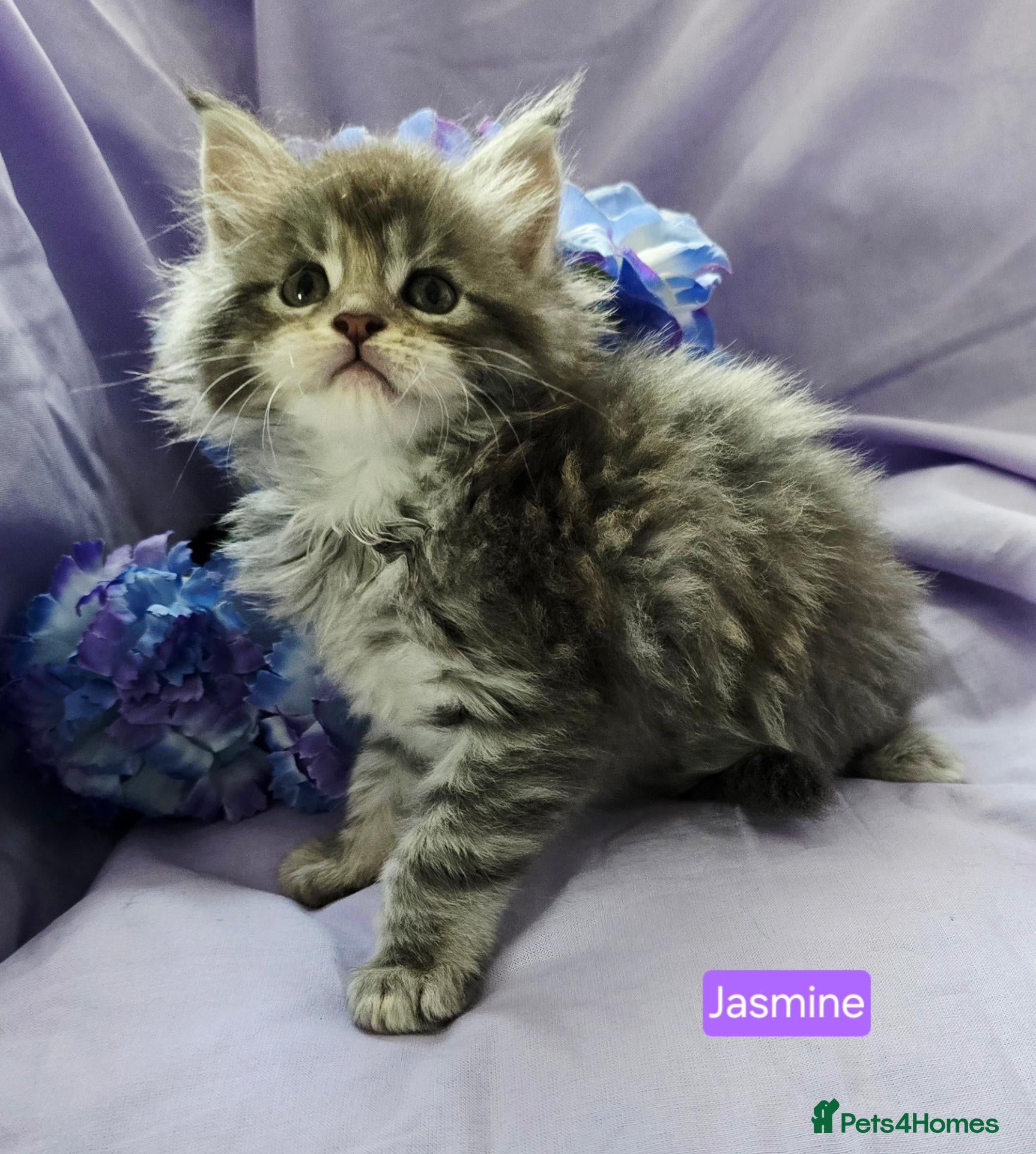Maine Coon cats 1 girl left - Advert 18