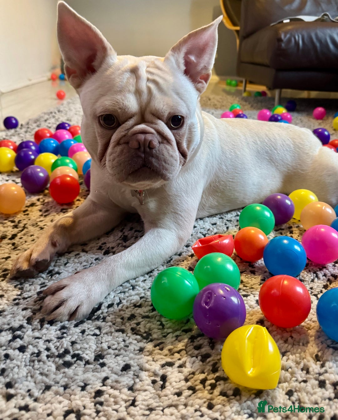 French Bulldog dogs for sale: two-year-old Platinum Lilac Frenchie - Advert 1