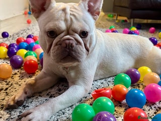 French Bulldog dogs for sale: two-year-old Platinum Lilac Frenchie - Advert 1
