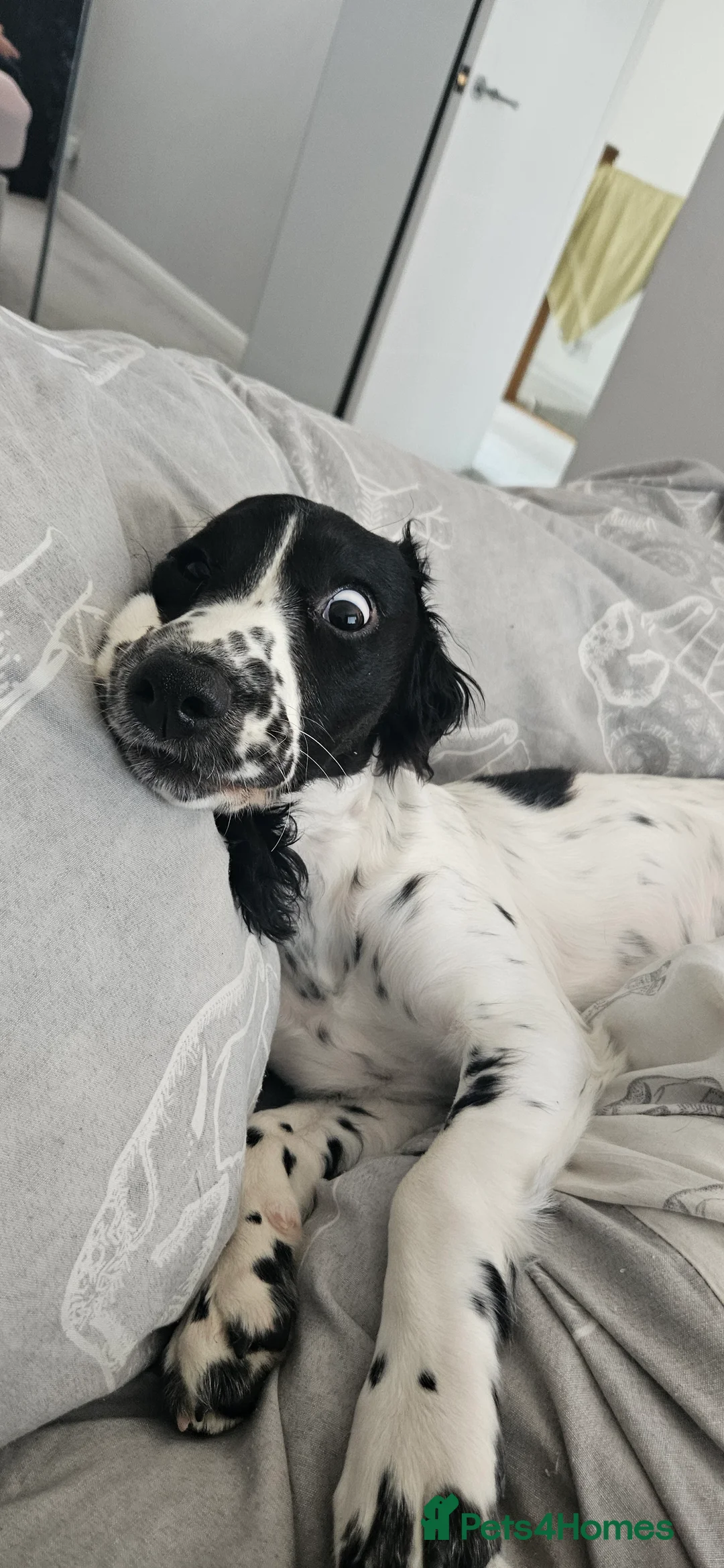 Cockapoo dogs for sale: Sadie 9 months cross Female - Advert 3