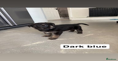 German Shepherd dogs - Advert 7