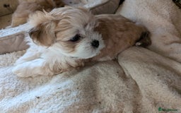 Mixed Breed dogs for sale: Lhasa Apso puppies in Kent - Image 24