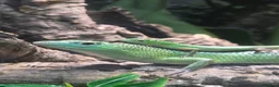 Skink reptiles for sale: Emerald tree skink cb26 - Advert 3