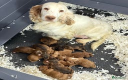 Cockapoo dogs for sale: F1 Cockapoo’s **fully DNA tested** - Image 19