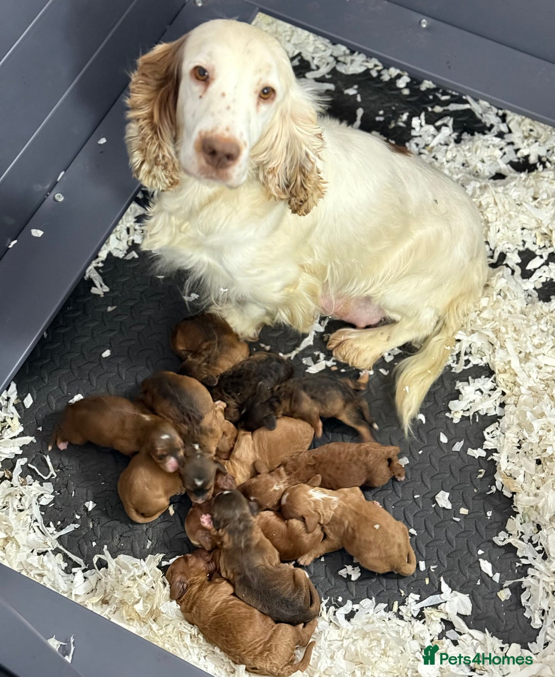 Cockapoo dogs for sale: F1 Cockapoo’s **fully DNA tested** - Image 19