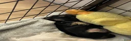 Malshi dogs for sale: Malshie boy  - Advert 4