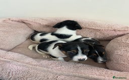 Jack Russell dogs for sale: Jackrussel boys  - Image 3