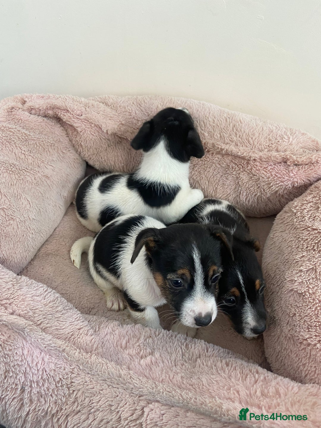 Jack Russell dogs for sale: Jackrussel boys  - Image 3