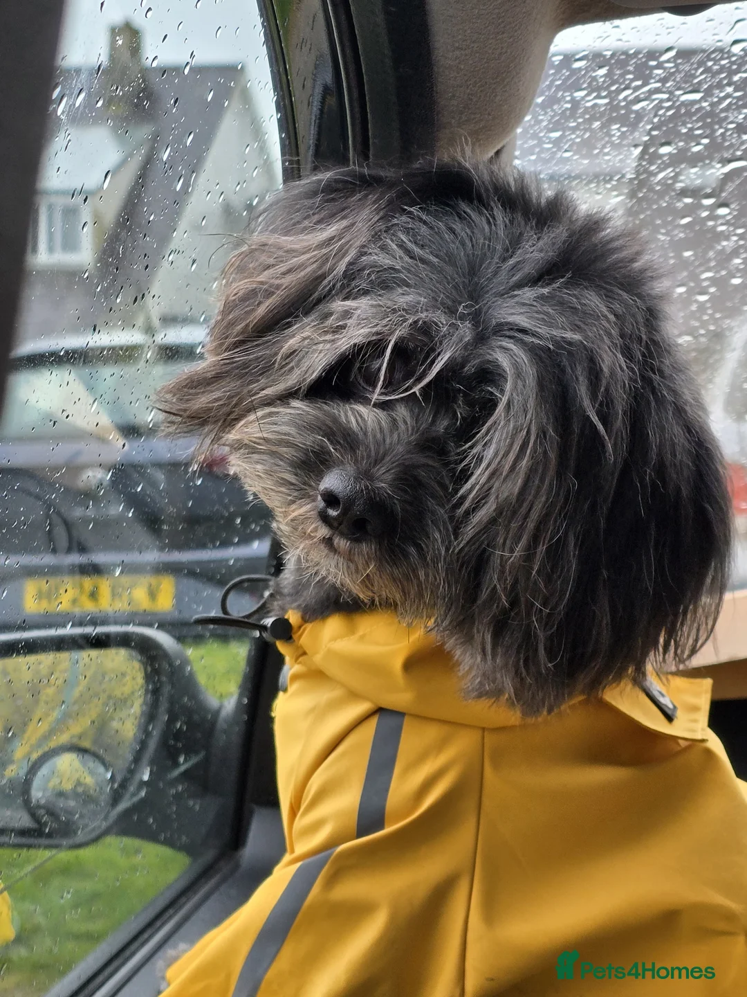 Lhasa Apso dogs for stud: Pure Lhasa Apso small sized Rare Black blue skin - Advert 8