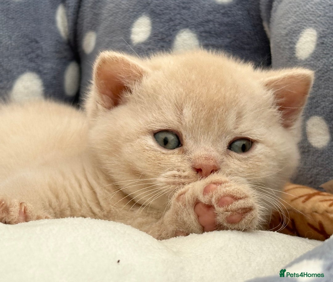 British Shorthair cats for sale: Stunning British Kittens - Image 16