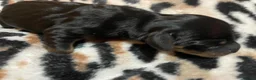 Dachshund dogs for sale: The Dapple Dachshunds Nottinghamshire  - Advert 6