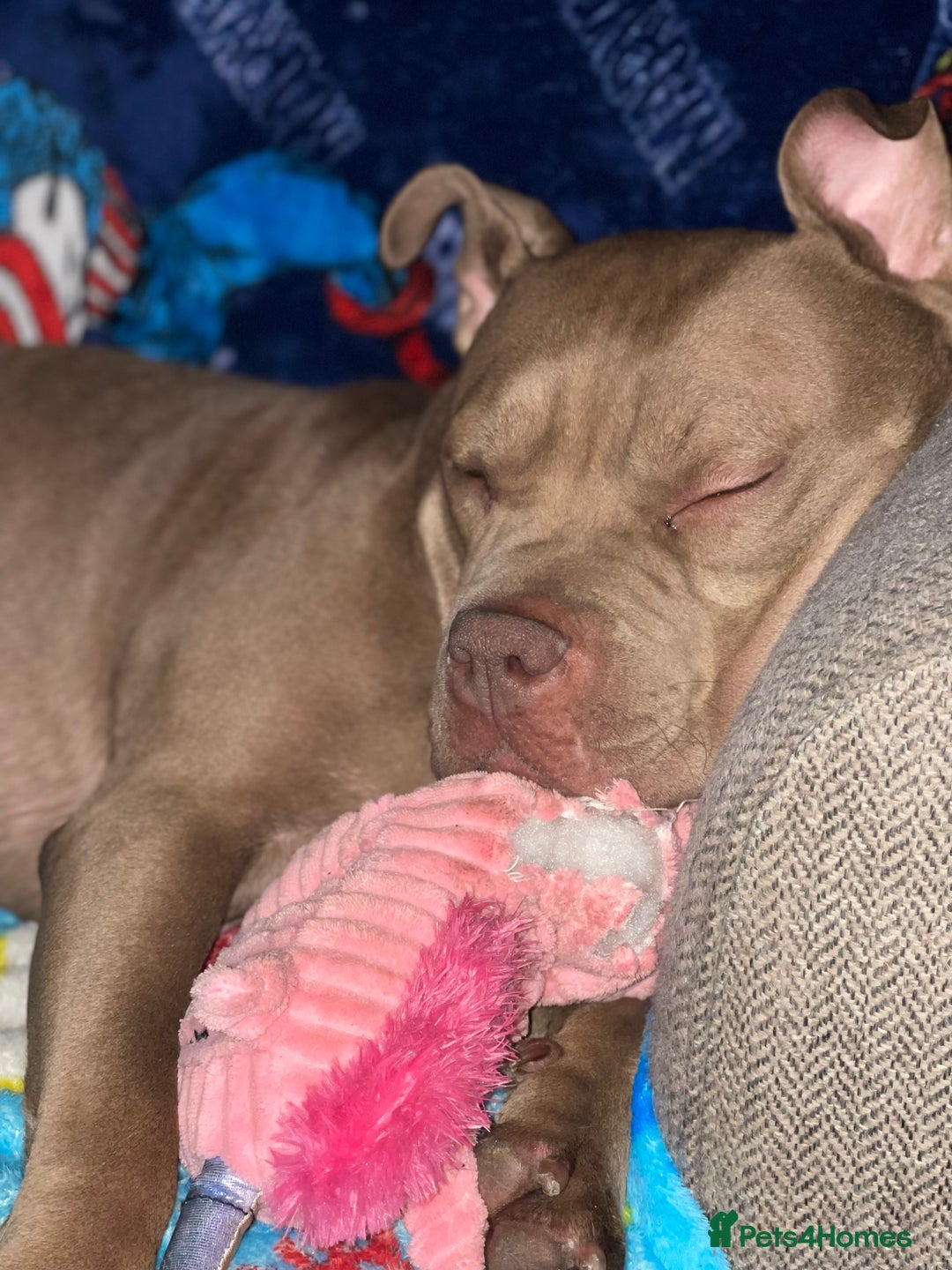 Mixed Breed dogs for sale: American bully/Pit x Rhodesian Ridgeback  - Advert 6