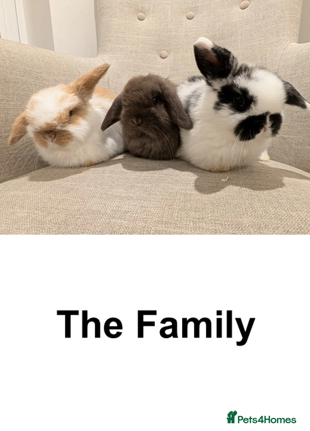 Mini Lop rabbits for sale: Exceptional Mini-Lops. Collect from: 18th February - Advert 4