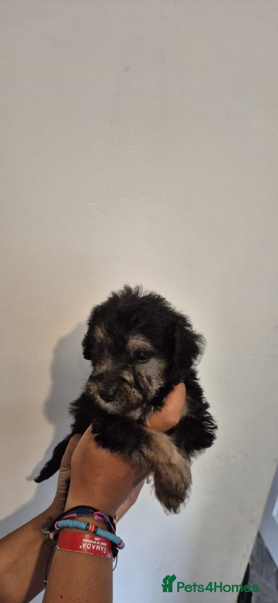 Bedlington Terrier dogs for sale: Bedlington terrier puppies  - Image 7