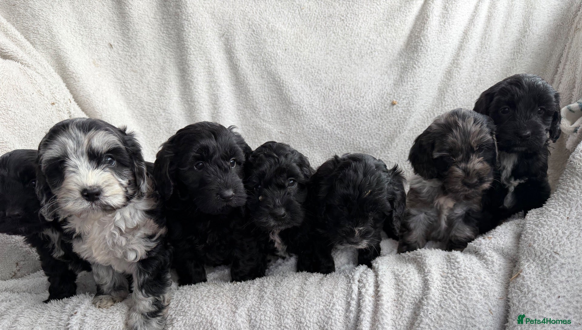 Cockapoo dogs for sale: Health tested F1 Cockapoos  - Advert 16