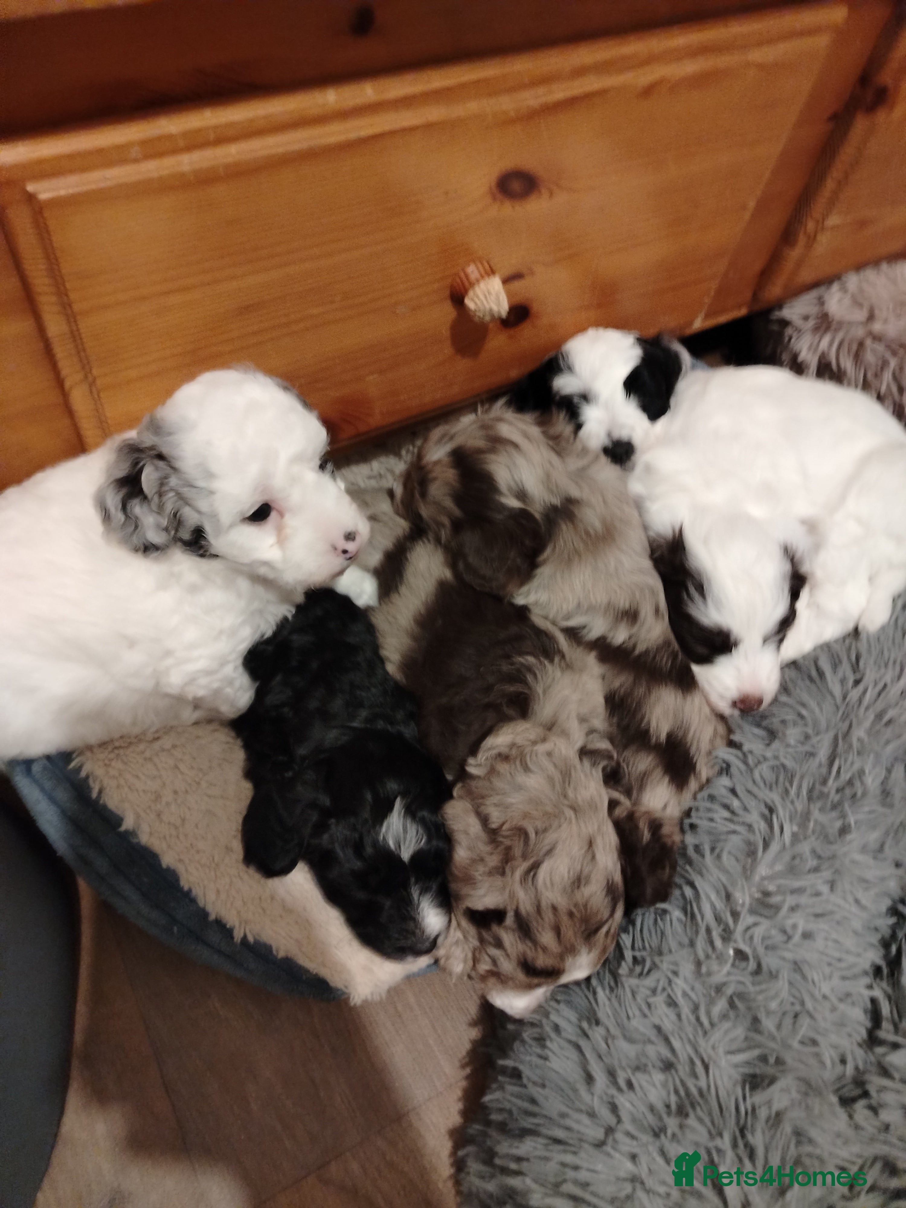 Cockapoo dogs Cockapoo puppies  - Advert 3