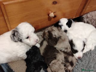 Cockapoo dogs Cockapoo puppies - Advert 11