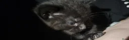Bombay cats for sale: Adorable Black Kittens – Ready Now 🐾 in Cardiff - Advert 12