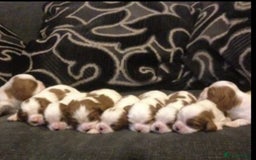 Cavalier King Charles Spaniel dogs for stud: Extensively Health Tested Cavalier King Charles Sp in Mansfield - Image 10