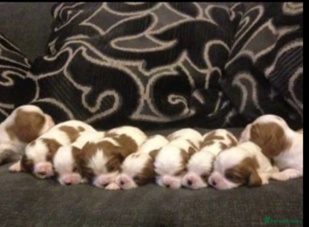 Cavalier King Charles Spaniel dogs for stud: Extensively Health Tested Cavalier King Charles Sp in Mansfield - Image 10
