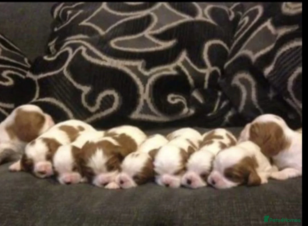 Cavalier King Charles Spaniel dogs for stud: Extensively Health Tested Cavalier King Charles Sp in Mansfield - Advert 10