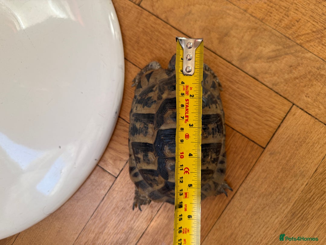 Tortoise reptiles for sale: Lovely Female Spur Thighed Tortoise For sale - Advert 4