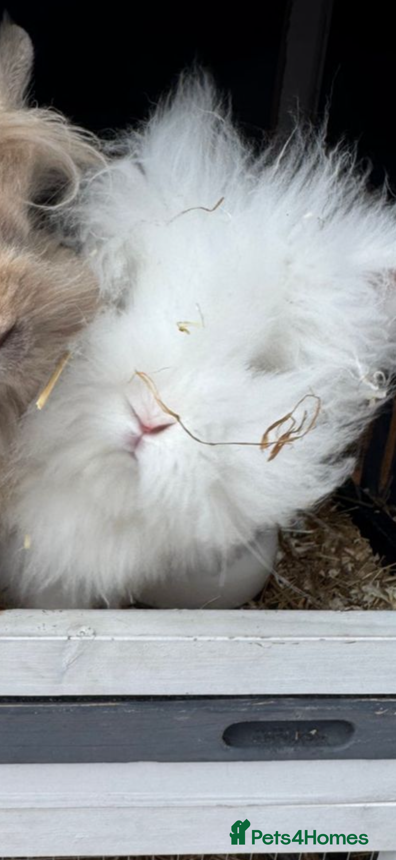 Lionhead rabbits Lionhead for sale  - Advert 9