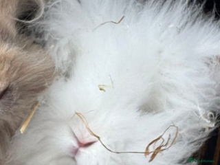 Lionhead rabbits Lionhead for sale - Advert 8