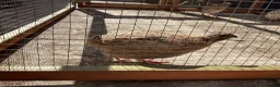 Quail poultry for sale:  COTURNIX QUAIL(2 GROUPS ALSO AVAILABLE) - Advert 2