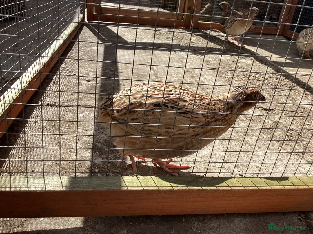 Quail poultry for sale:  COTURNIX QUAIL(2 GROUPS ALSO AVAILABLE) - Advert 2