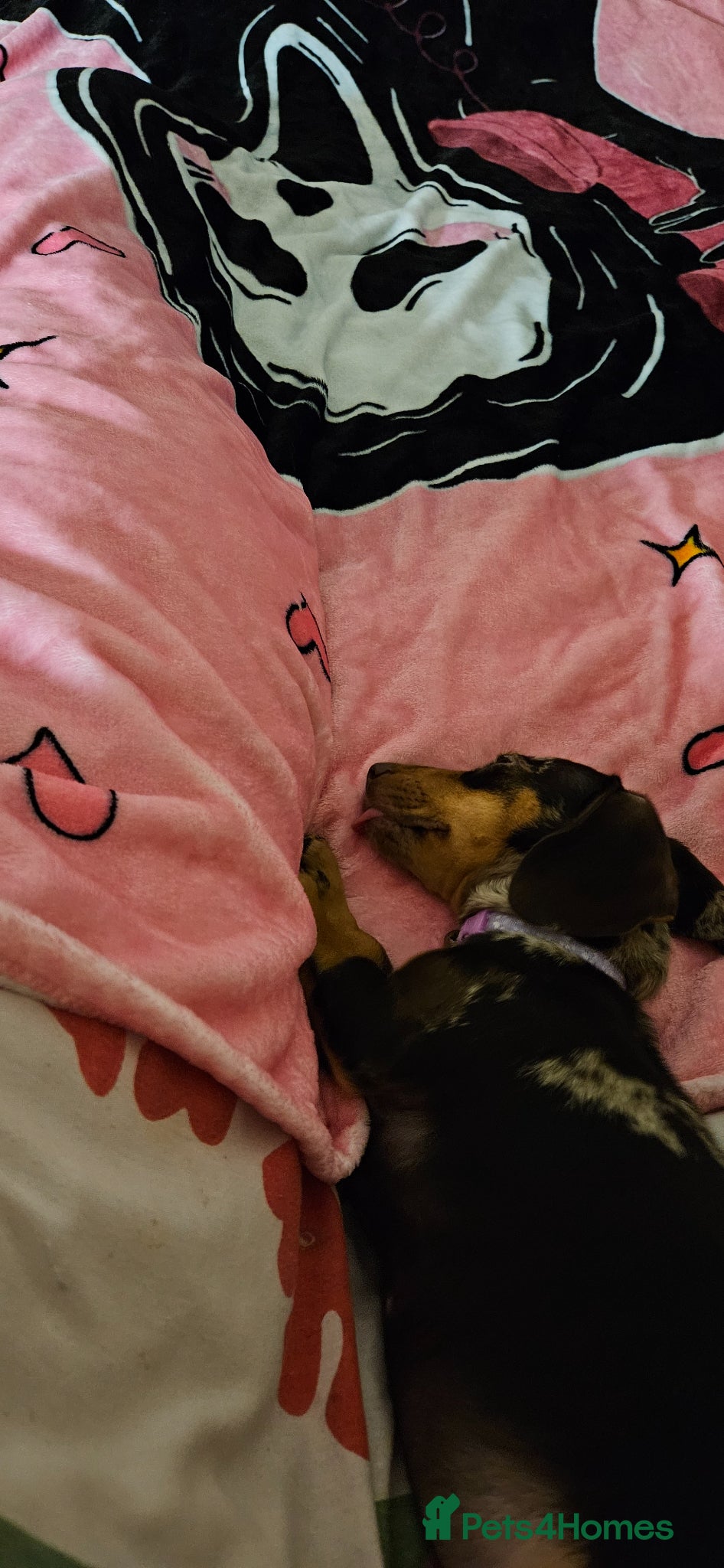 Miniature Dachshund dogs Miniature dachshund called Coco - Advert 1