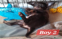 Russian Toy Terrier dogs for sale: Purebred Russian Toy long-haired - Image 7