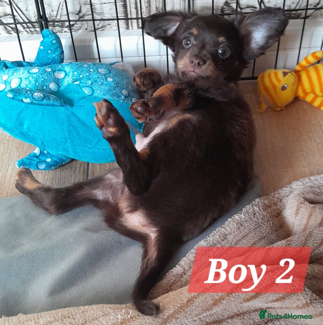 Russian Toy Terrier dogs for sale: Purebred Russian Toy long-haired - Image 7