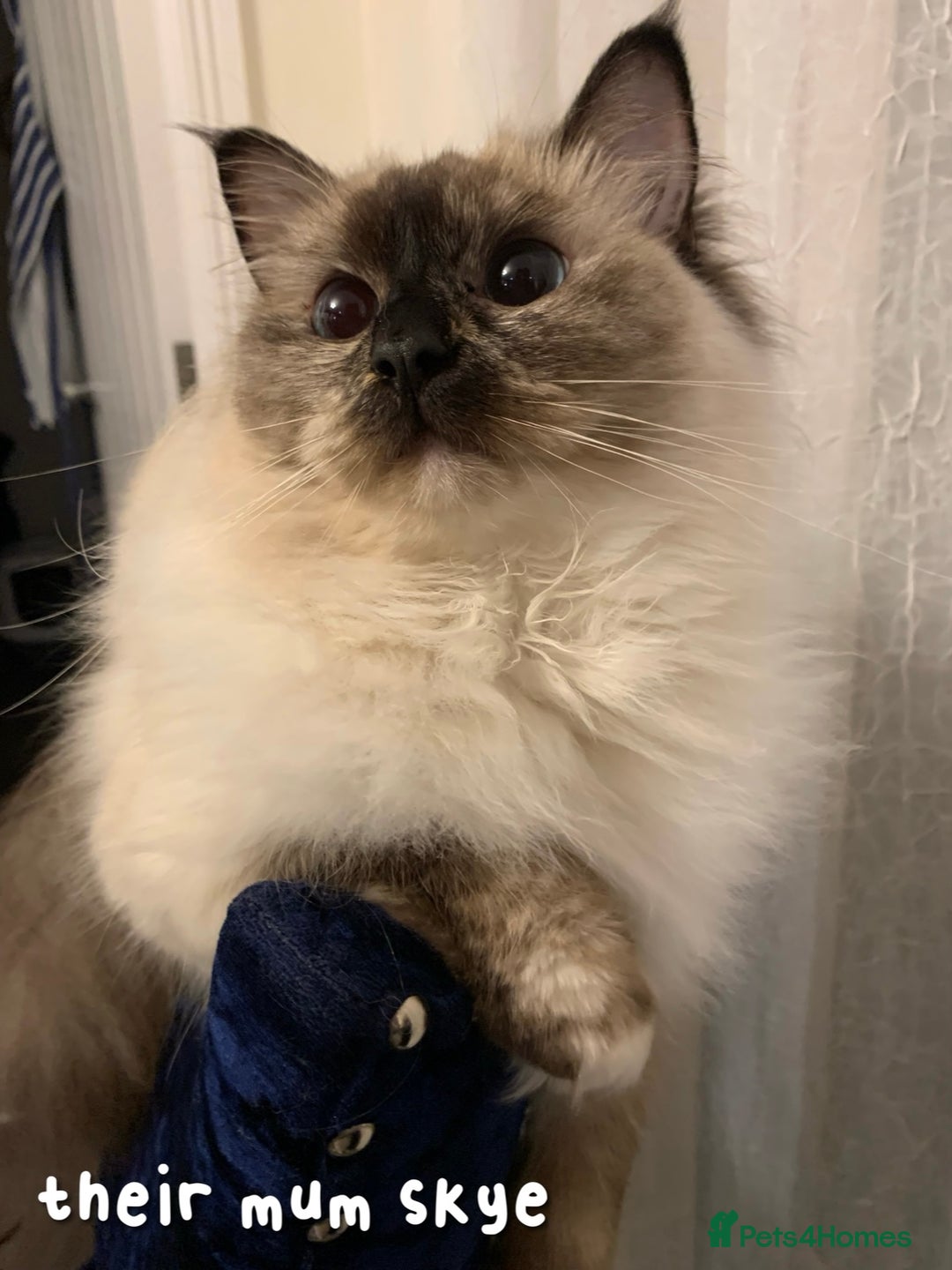 Ragdoll cats for sale: 5 Lovely, Pure Ragdoll Kittens - Image 17