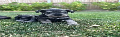 Miniature Schnauzer 5