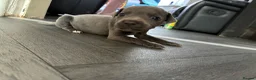 Staffordshire Bull Terrier dogs for sale: Stunning Blue Staffordshire Bull Terrier Puppies - Advert 12