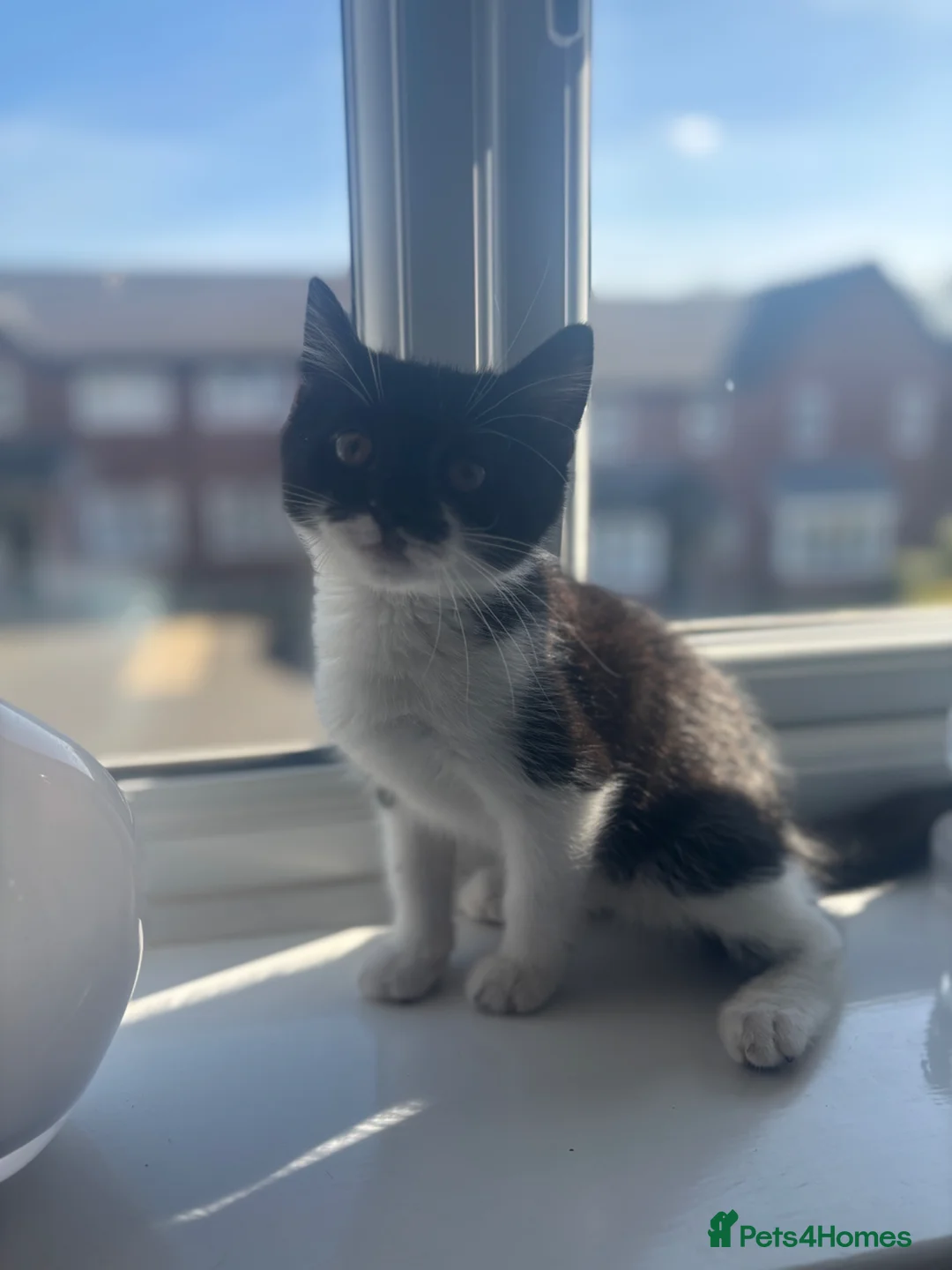 Domestic Shorthair cats for sale: Gorgeous tuxedo male  in Hyde - Advert 1