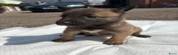 Belgian Shepherd Dog dogs for sale: Mali puppies  in Bishop Auckland - Advert 21