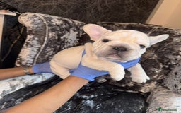 French Bulldog dogs for sale:  French bulldogs from £850 to £1700 in Liverpool - Image 1