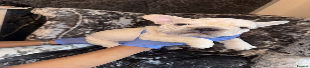 French Bulldog Puppy 6
