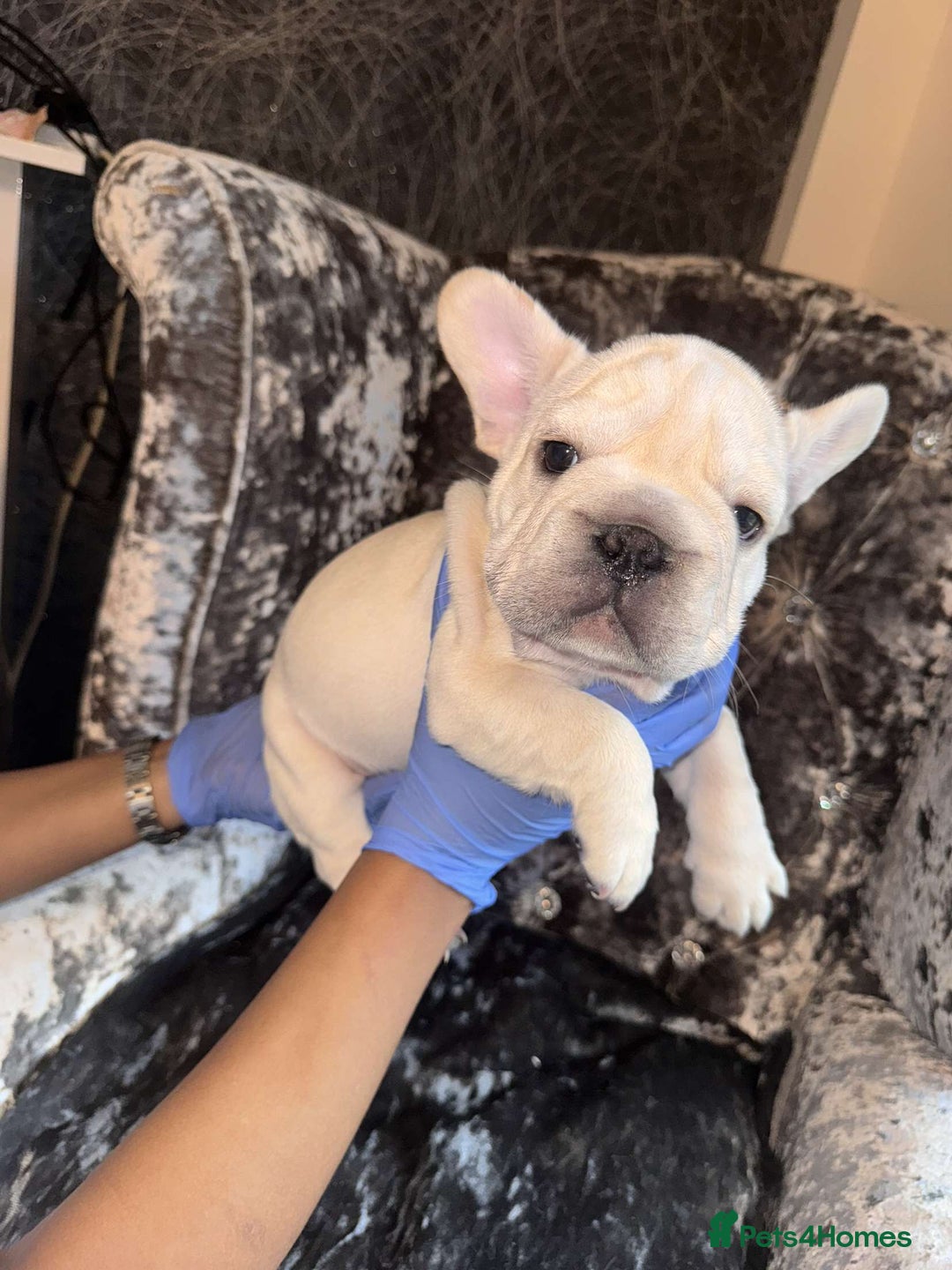 French Bulldog dogs for sale:  French bulldogs from £850 to £1700 in Liverpool - Image 1
