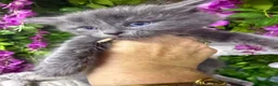 Maine Coon cats for sale: Mainecoons  - Advert 5
