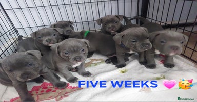 Staffordshire Bull Terrier dogs - Advert 2