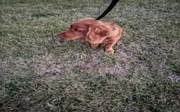 Cocker Spaniel dogs for sale: Cocker Spaniel Male KC Reg 6 months  - Image 2