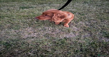 Cocker Spaniel dogs - Advert 15