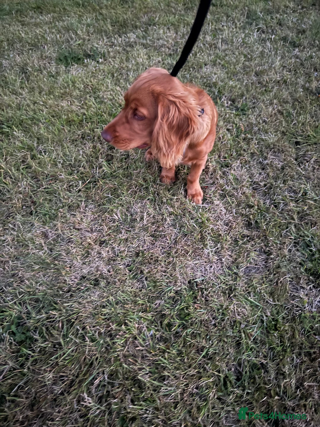 Cocker Spaniel dogs for sale: Cocker Spaniel Male KC Reg 6 months  - Image 2