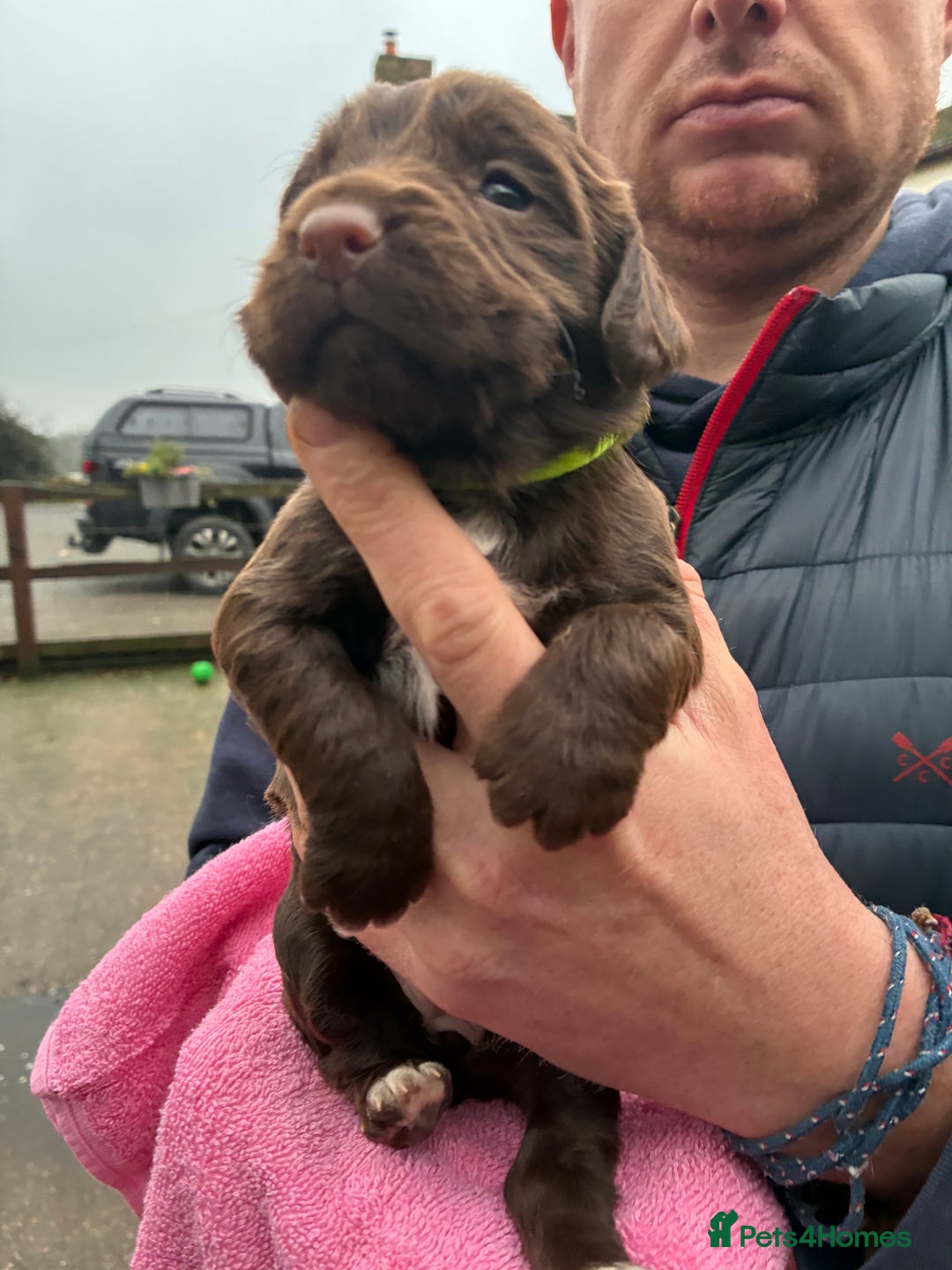 Cocker Spaniel dogs for sale: True working Cocker Spaniels docked  - Advert 13
