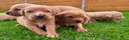 Goldador dogs for sale: Beautiful Golden Goldador Babies 🐾🐾🐾 - Advert 5