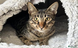 Savannah cats for sale: Reduced and ready F6 Savannah boy Koffee - Image 5